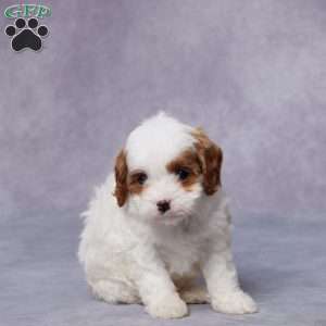 Paris, Cavapoo Puppy